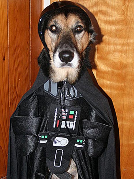 Dogs in Star Wars Costumes (Darth Vader, Yoda, Ewok) - 29 