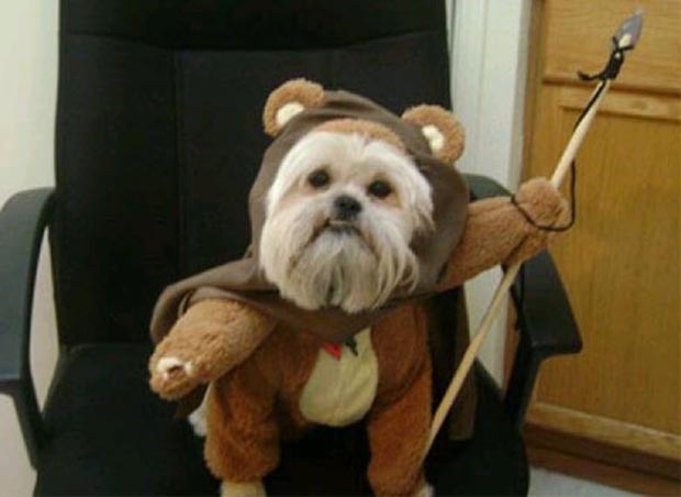 Vader, in women halloween  Dogs  Yoda,  Wars (Darth for adult Star diy   Pictures Costumes Ewok) 29 costumes animal