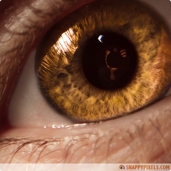 Amazing Closeup Pictures of Animals Eyes - Snappy Pixels