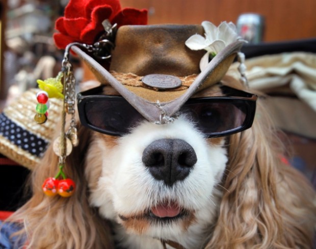 25 Extremely Cool Dogs with Sunglasses - Snappy Pixels