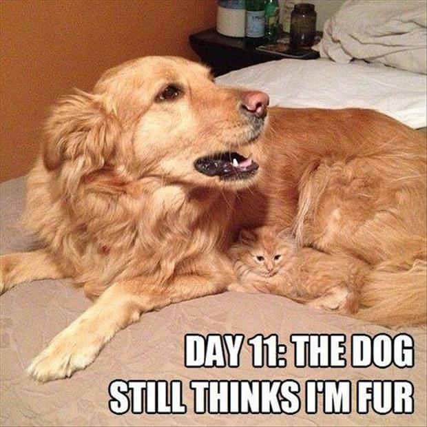 Funny-Animals-with-Captions-18.jpg